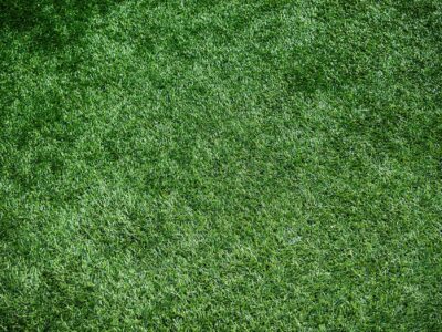 Turf grass Fakesville