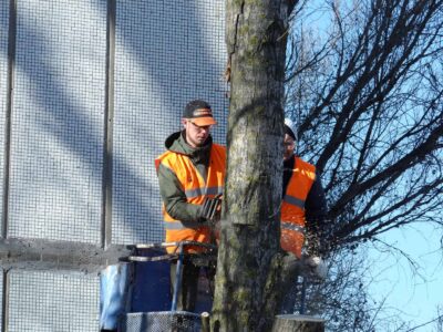 Tree felling near me Fakesville