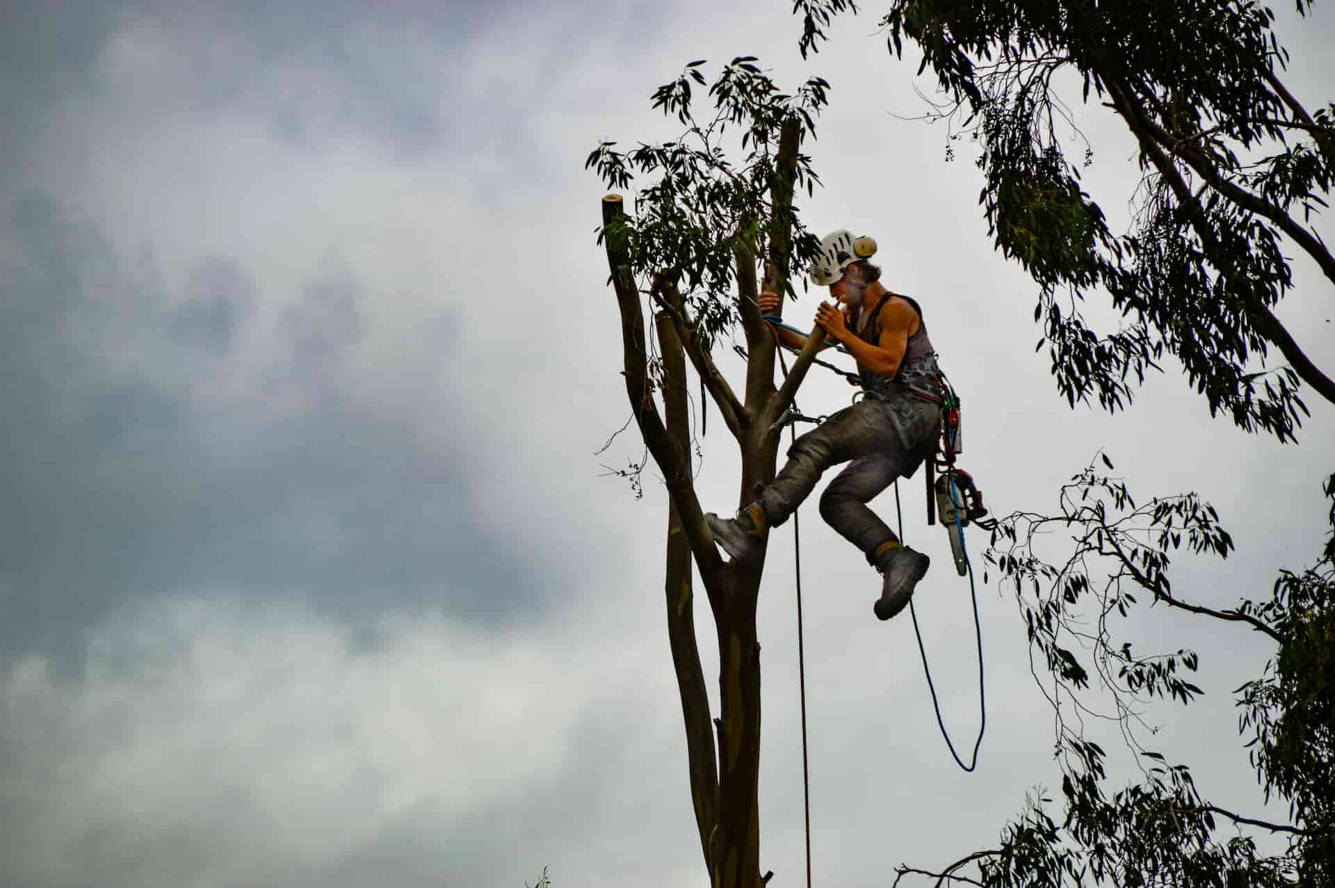 Emergency tree surgeons Fakesville