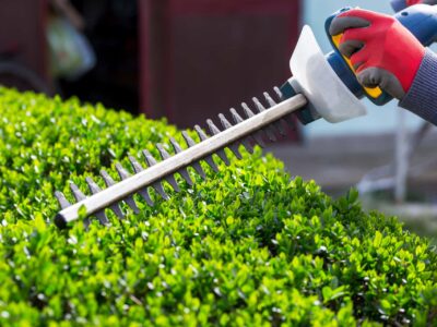 Hedge trimming experts near Manchester