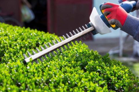 Hedge Cutting & Maintenance Services Manchester