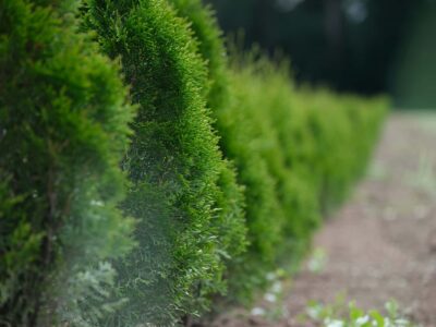 Fakesville hedge trimming