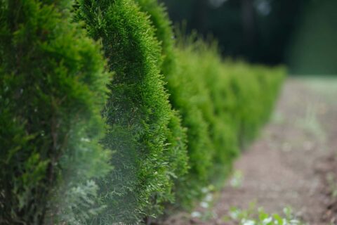 Hedge Trimming & Removal Fakesville