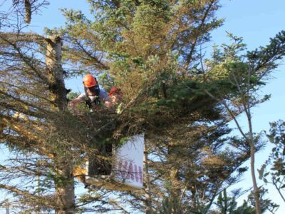 Tree trimming near me Fakesville