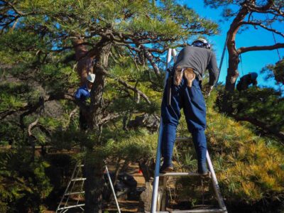 Fakesville tree surgeon