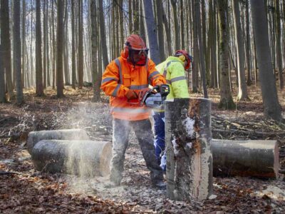 Tree felling company Manchester