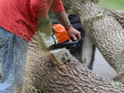 Local tree surgeon Fakesville