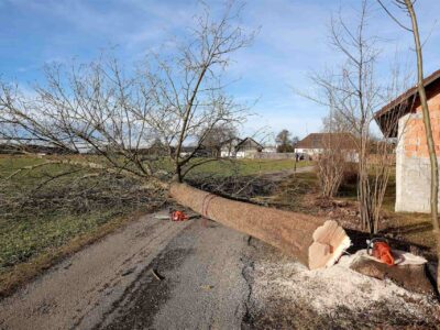 Tree surgery Fakesville