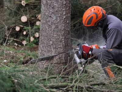 Tree surgeon services Fakesville