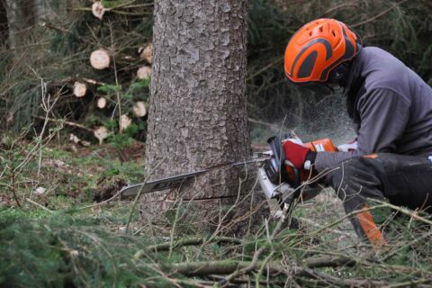 Tree Felling Services In Fakesville