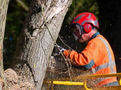 Tree surgery services Manchester