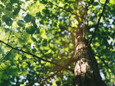 Tree surgery services near me Manchester