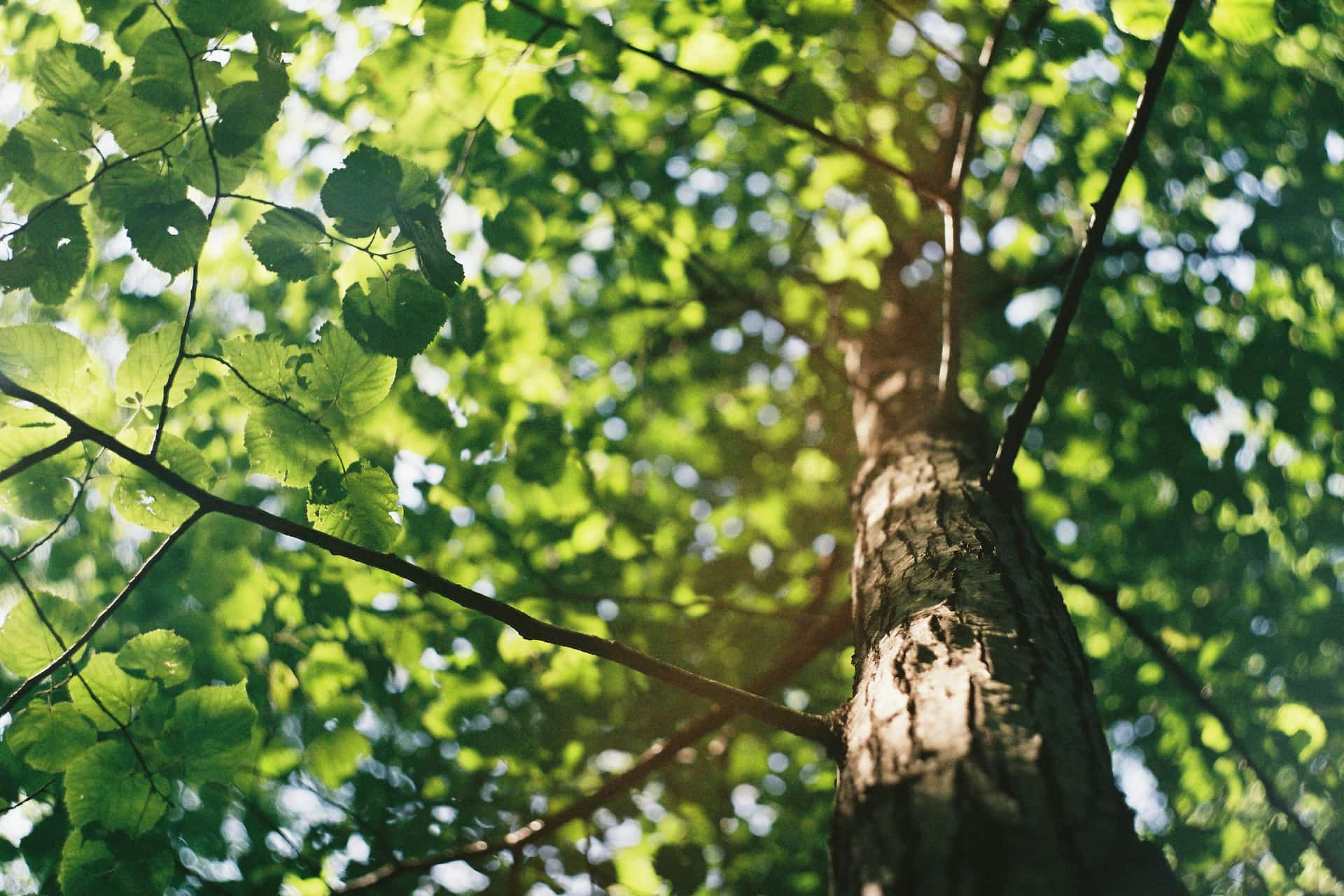 Tree surgery services near me Manchester