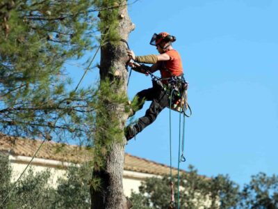 Tree cutting Fakesville